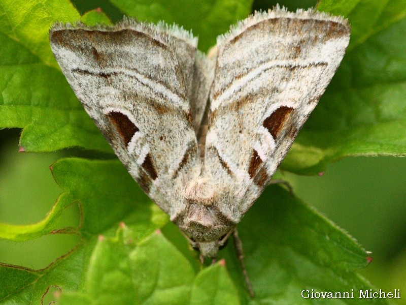 Eucarta Virgo